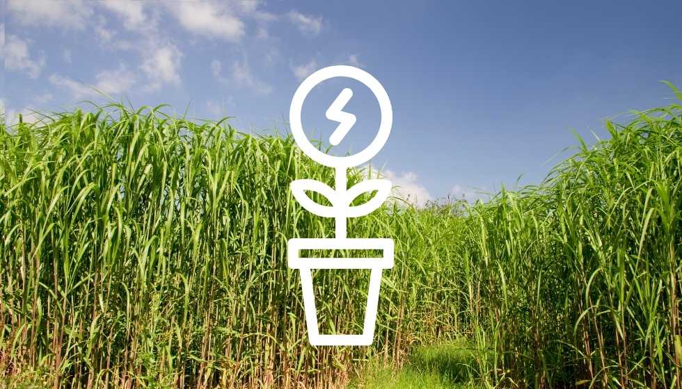 Energía de biomasa